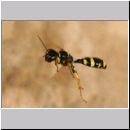 Mellinus arvensis - Kotwespe w47 im Nestanflug.jpg